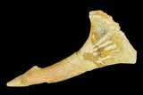 Fossil Sawfish (Onchopristis) Rostral Barb - Morocco #145611-1